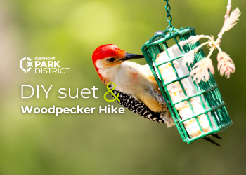 DIY suet hike